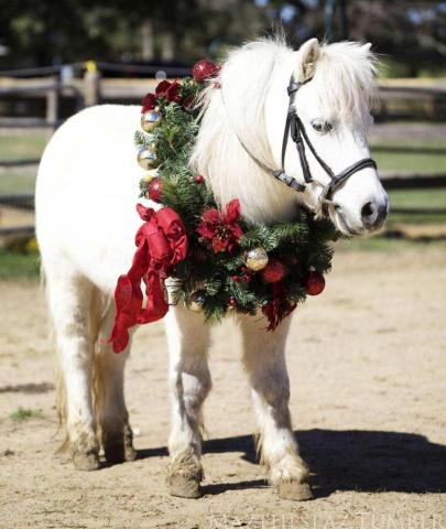 Pony di Natale